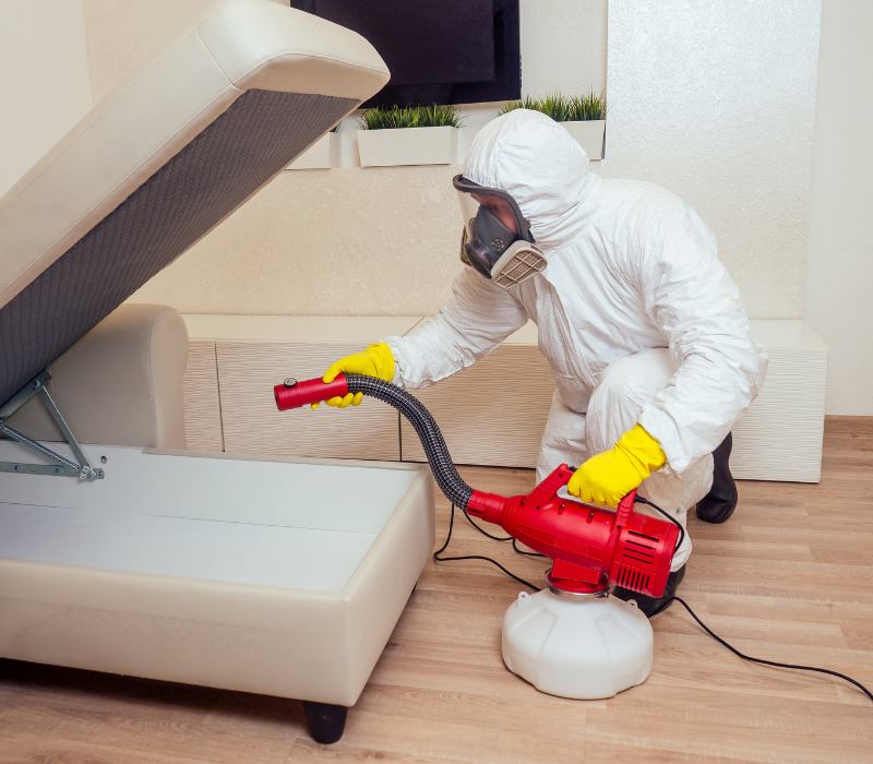 Professional pest treatment being carried out