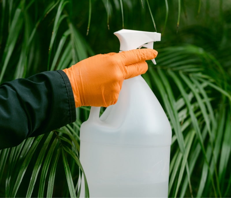 Professional pest control service